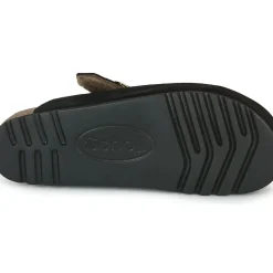 Scholl - FAE